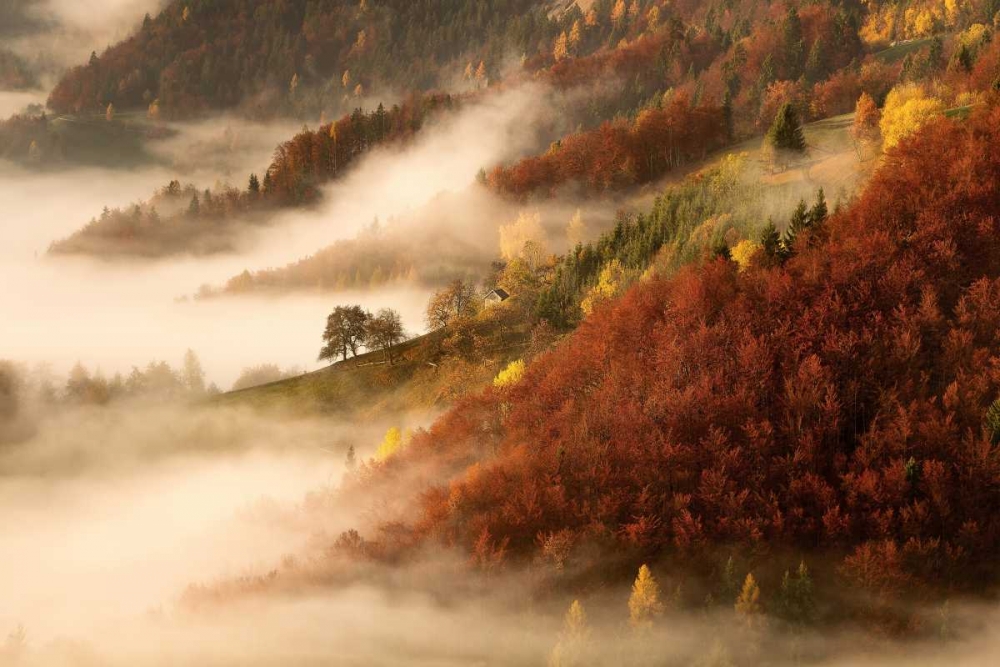 Novembers Fog art print by Bor for $57.95 CAD