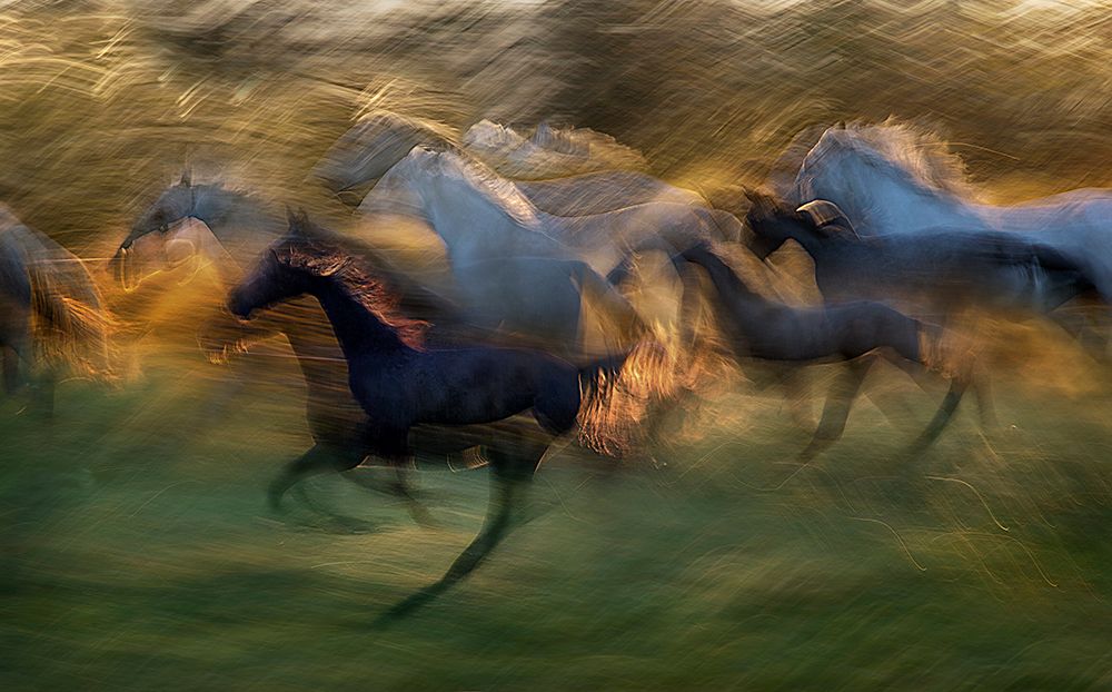 fiery gallop art print by Milan Malovrh for $57.95 CAD