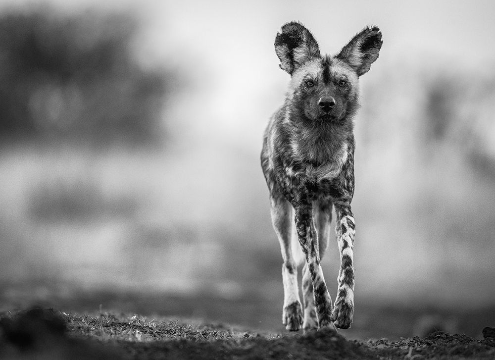 Monochrome Wild Dog art print by Jaco Marx for $57.95 CAD
