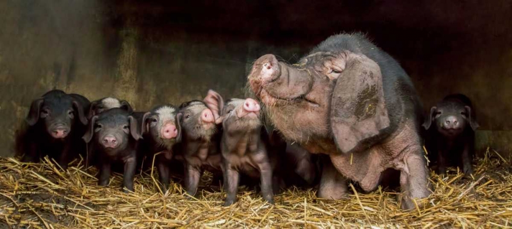 The Wrinkled Ones art print by Gert Van Den for $57.95 CAD