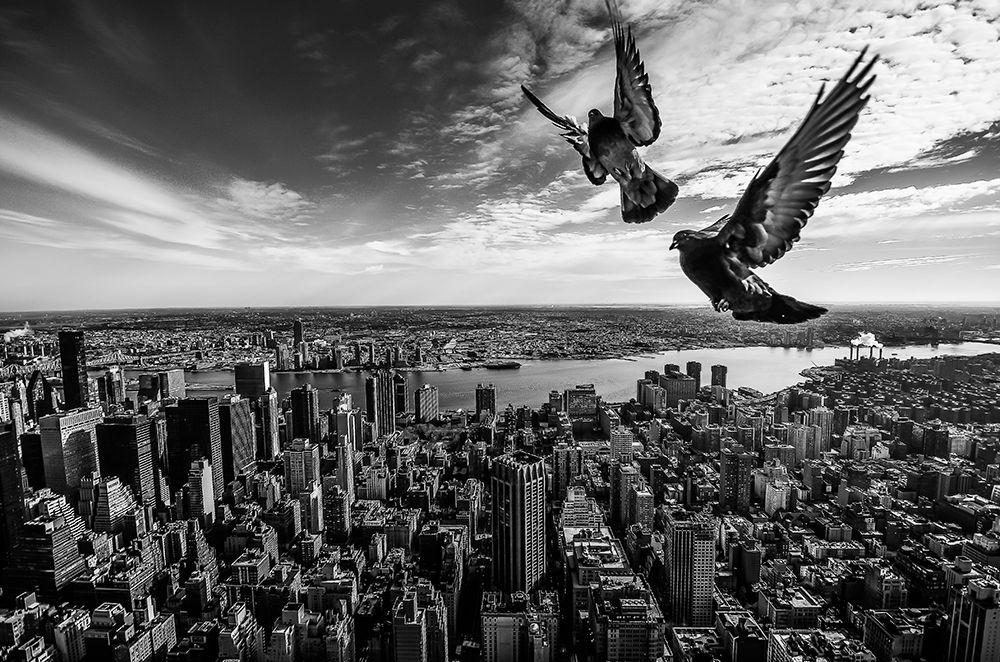Pigeons On The Empire State Building art print by Sergiosousa for $57.95 CAD