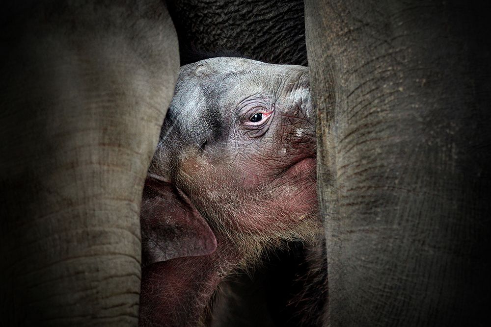 THE IMMEMORIAL KNOWLEDGE OF THE NEWBORNS art print by Antje Wenner-Braun for $57.95 CAD