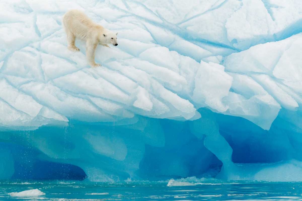 Polar Bear art print by Joan Gil Raga for $57.95 CAD