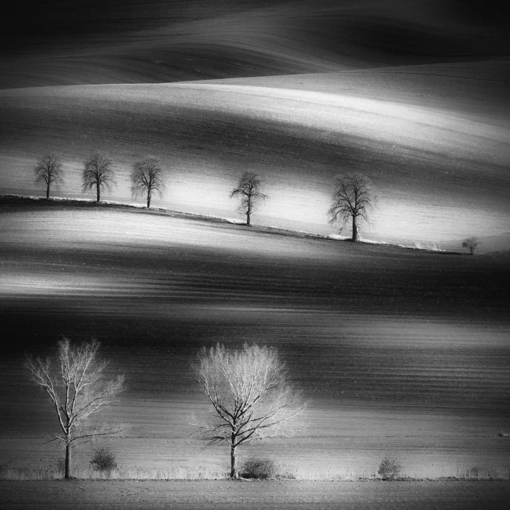 Trees art print by Piotr (Bax) Krol for $57.95 CAD