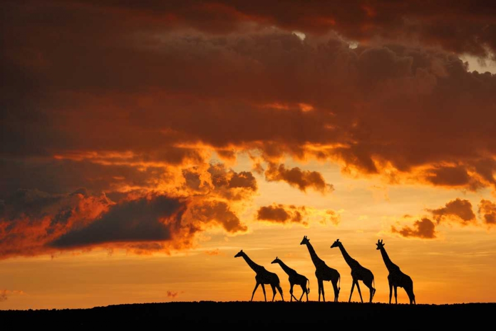 Five Giraffes art print by Muriel Vekemans for $57.95 CAD