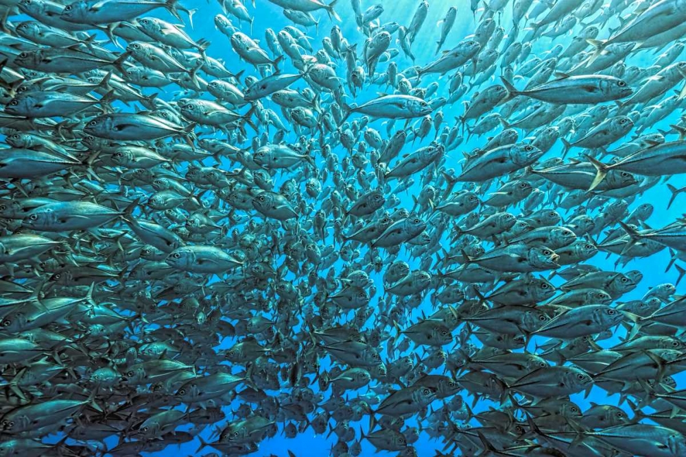 Splitted School Of Jackfish art print by Henry Jager for $57.95 CAD