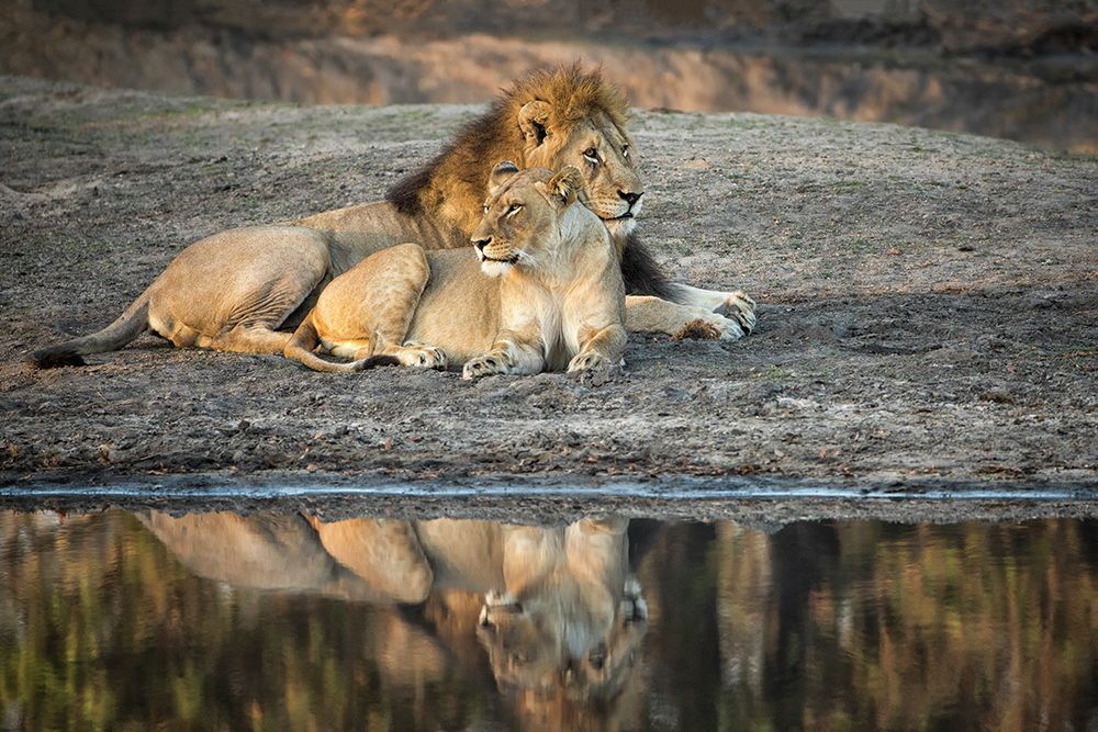 Lion Island art print by Renee Doyle for $57.95 CAD