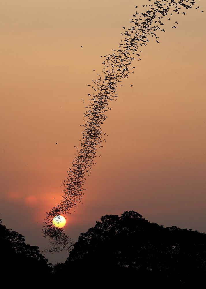 Bat swarm at sunset art print by Jean De Spiegeleer for $57.95 CAD