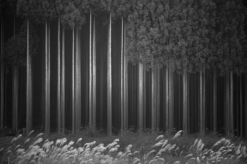 Afforestation art print by Tsuneya Fujii for $57.95 CAD
