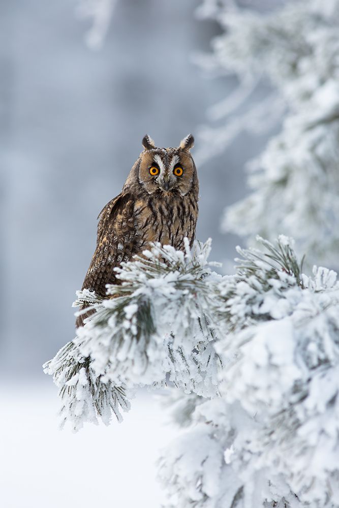 Long-eared owl art print by Milan Zygmunt for $57.95 CAD