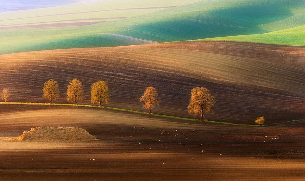 Moravian Trees art print by Piotr Krol for $57.95 CAD