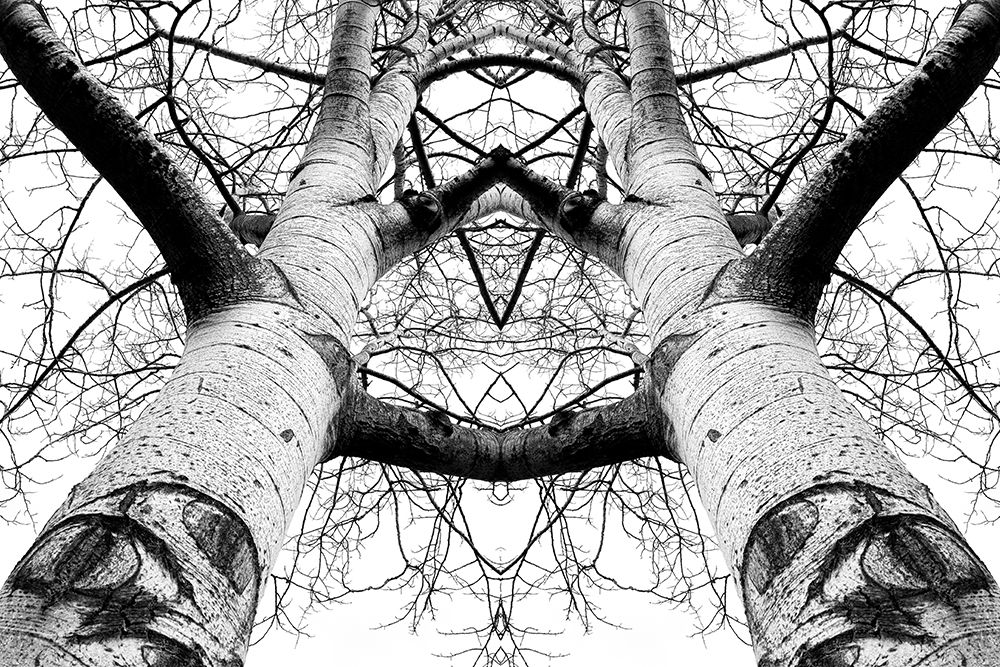 Aspen Cathedral art print by James K. Papp for $57.95 CAD