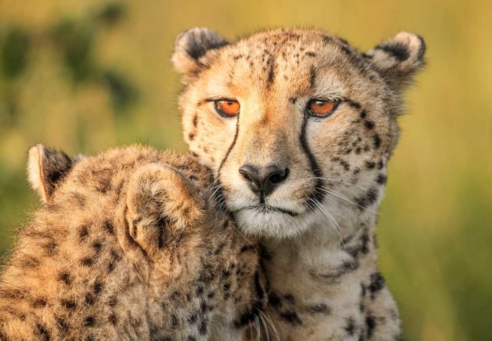 Cheetah Eyes art print by Jaco Marx for $57.95 CAD