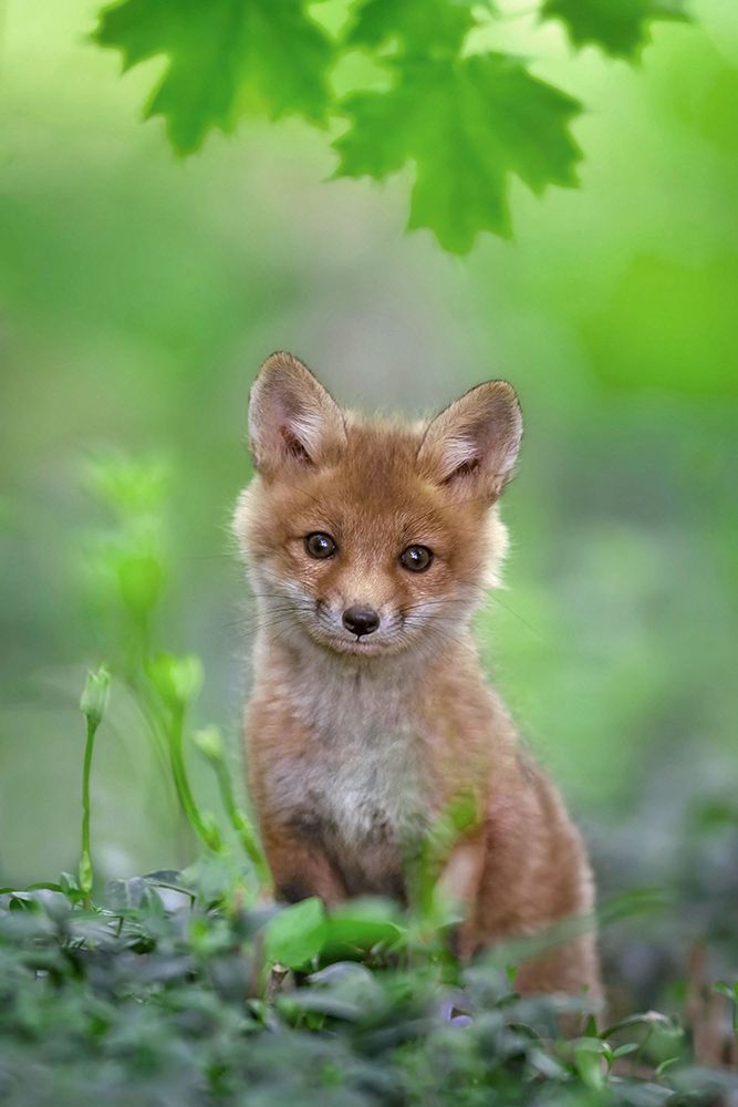 Red Fox Pup art print by Nick Kalathas for $57.95 CAD