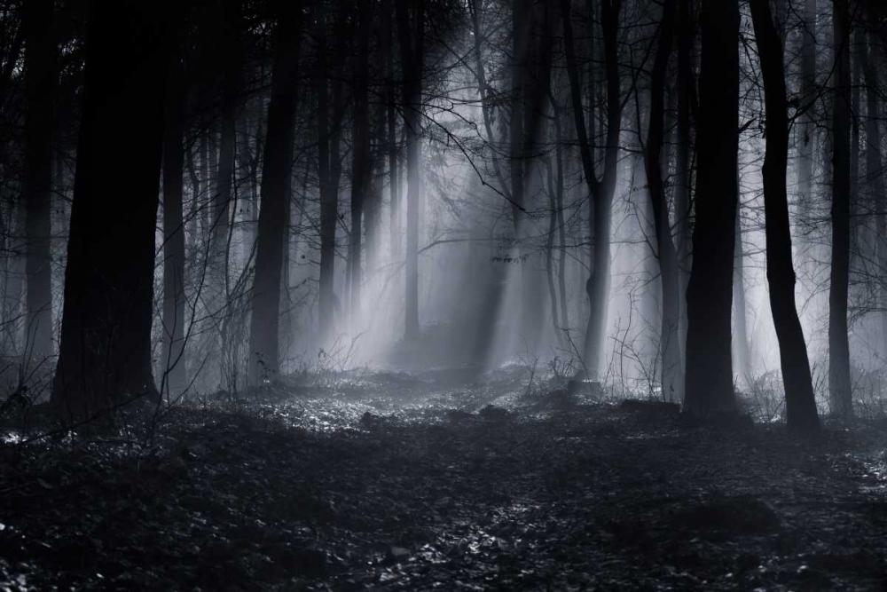 Capela Forest art print by Julien Oncete for $57.95 CAD