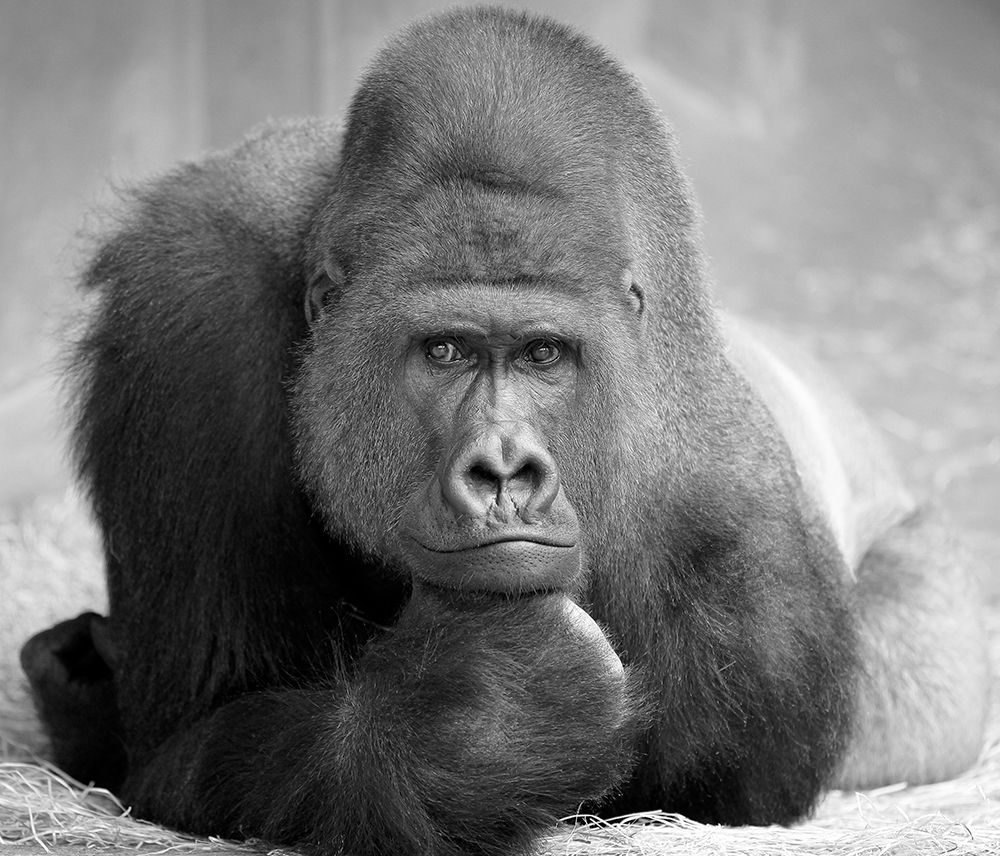 THE THINKER art print by Antje Wenner-Braun for $57.95 CAD