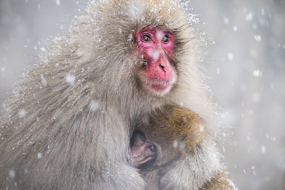 Mothers Warmth art print by Takeshi Marumoto for $57.95 CAD