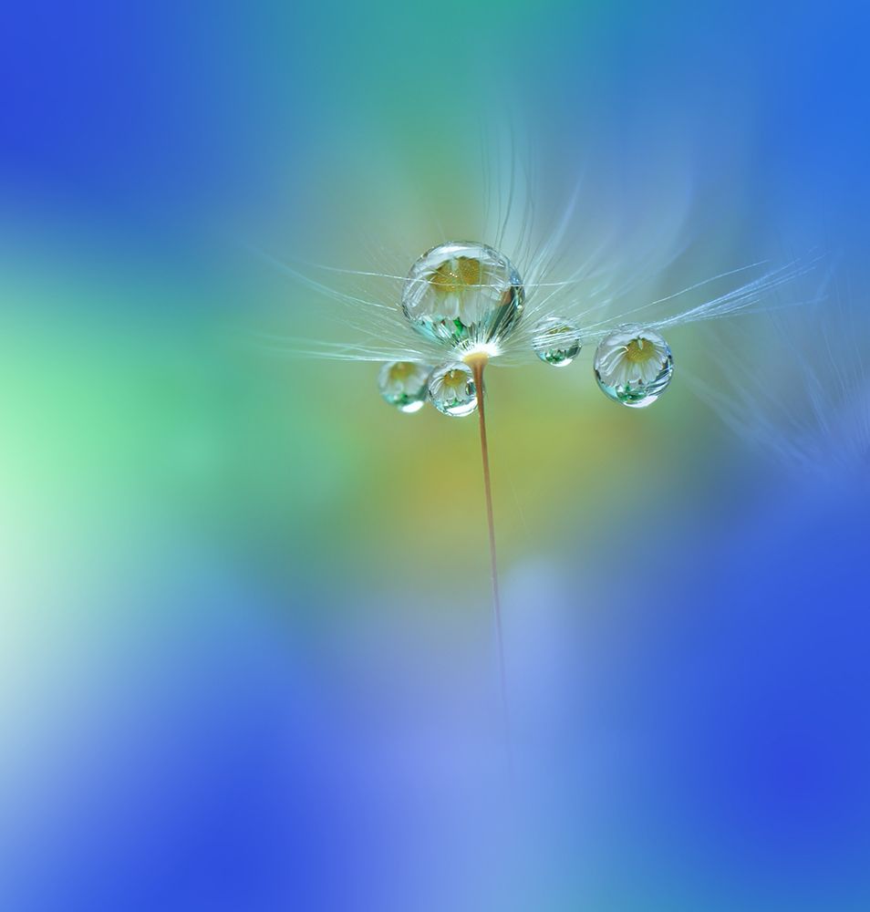 World of Drops art print by Juliana Nan for $57.95 CAD