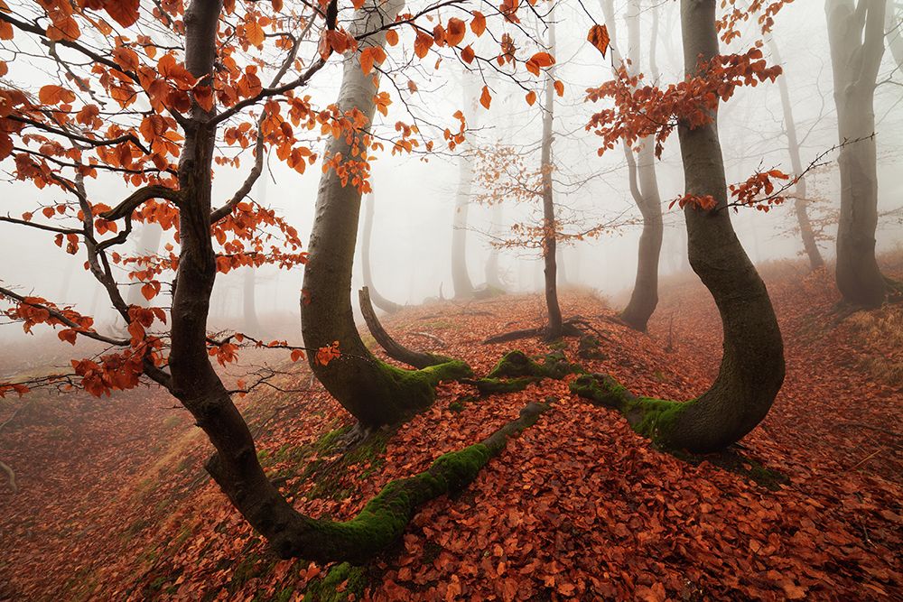Fairytale Forest art print by Martin Rak for $57.95 CAD