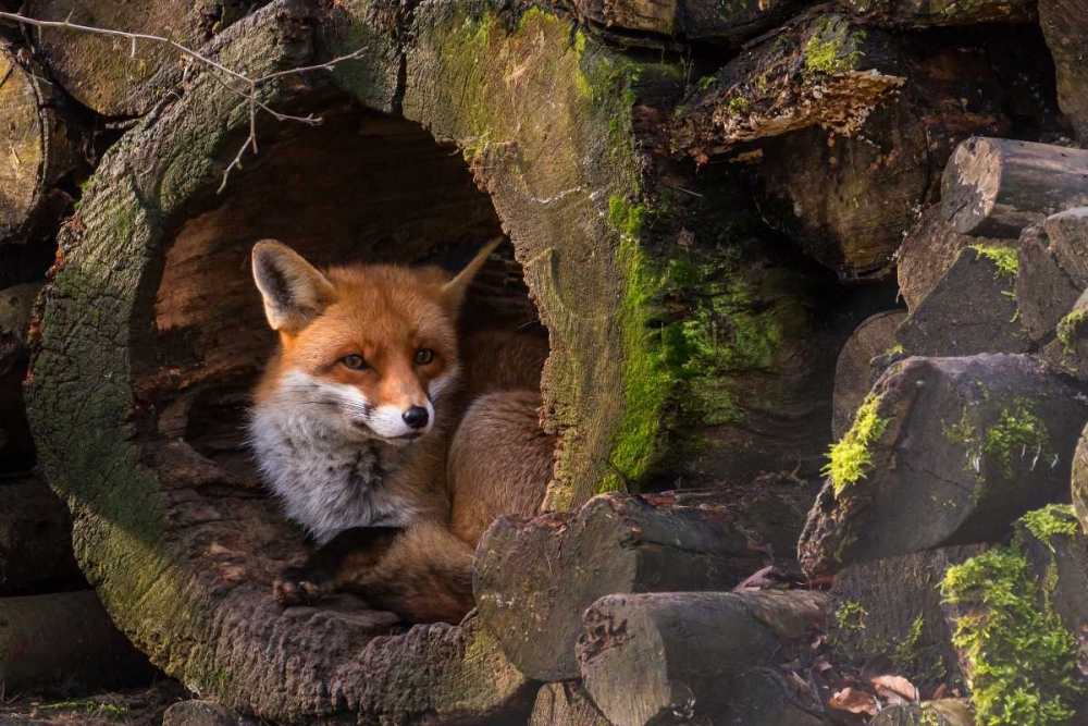 Fox art print by Cees Van Ginkel for $57.95 CAD