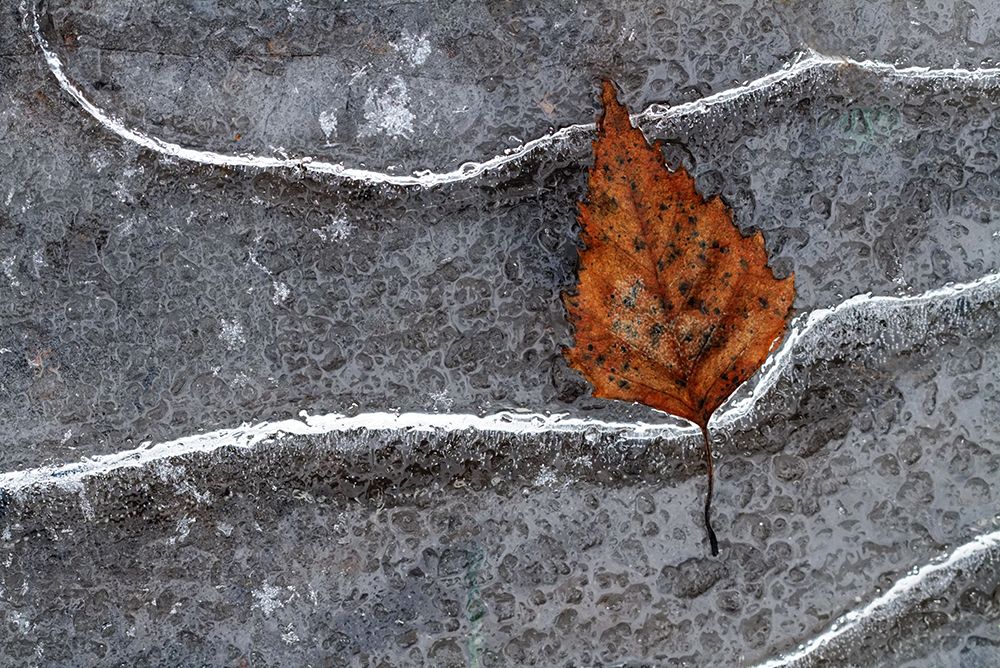 Frozen leaf art print by Bertrand Kulik for $57.95 CAD