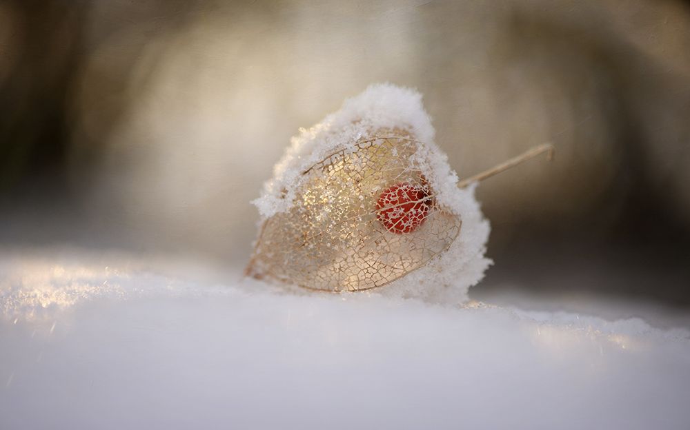 Physalis In Snow art print by Lotte Gronkjar for $57.95 CAD