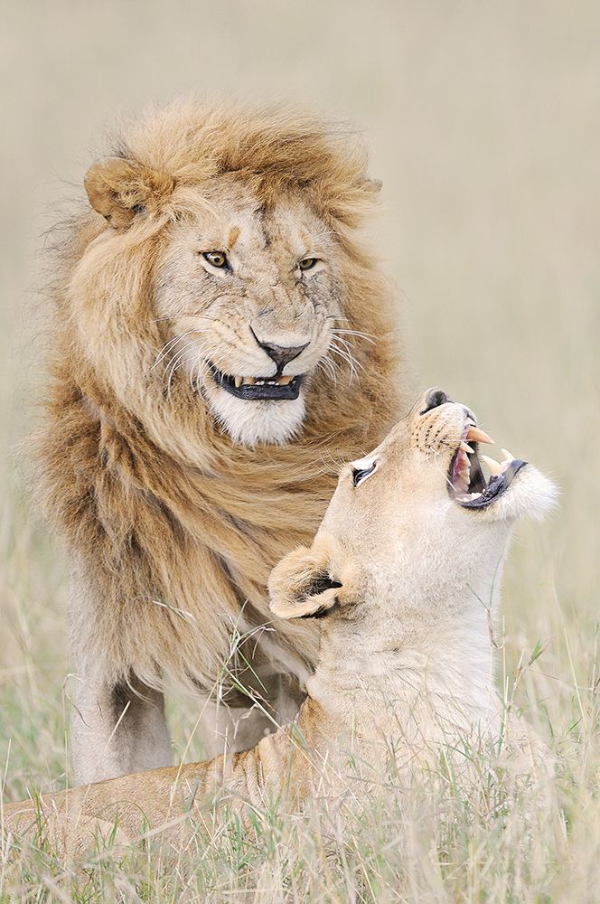 Lion lover art print by Muriel Vekemans for $57.95 CAD