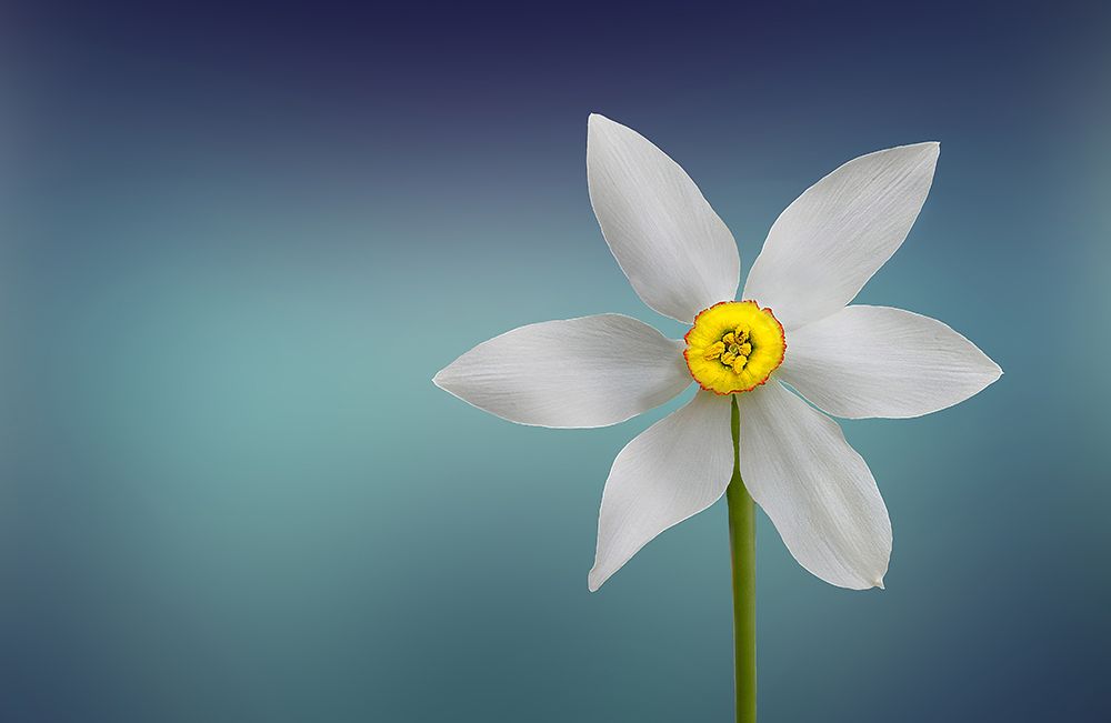 Flower of Paradise art print by Bess Hamiti for $57.95 CAD