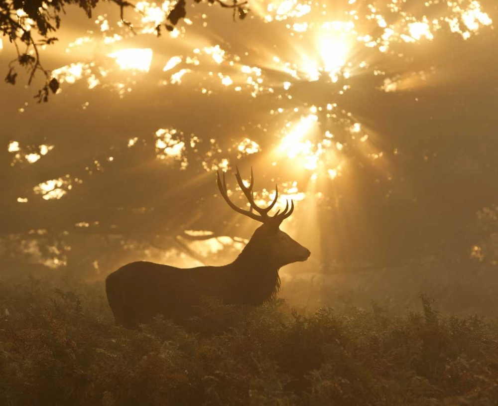 Ghost Of The Forest art print by Greg Morgan for $57.95 CAD