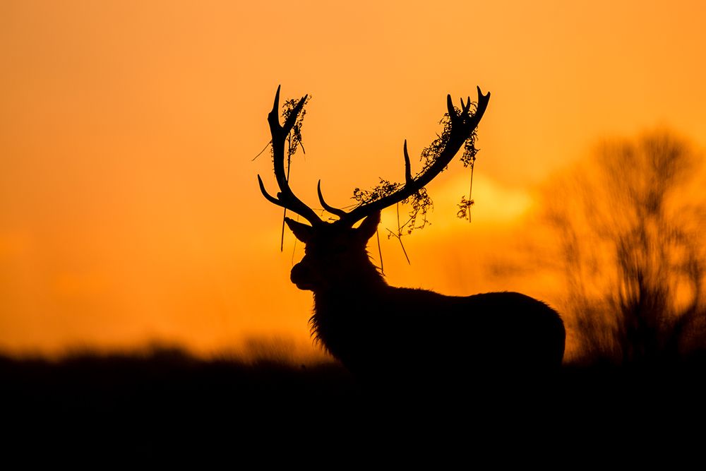 Red Deer Stag Silhouette art print by Stuart Harling for $57.95 CAD