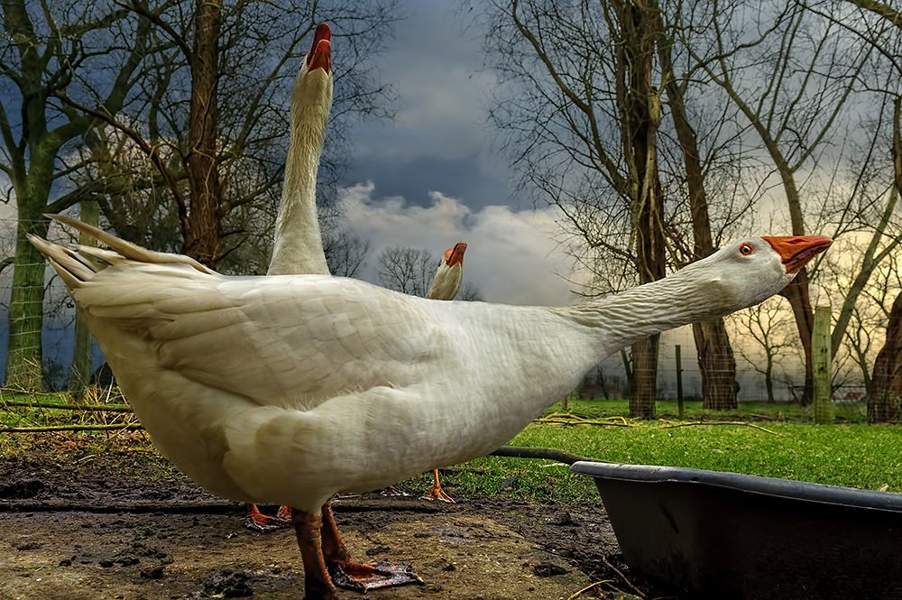 the 3 geese art print by Piet Flour for $57.95 CAD