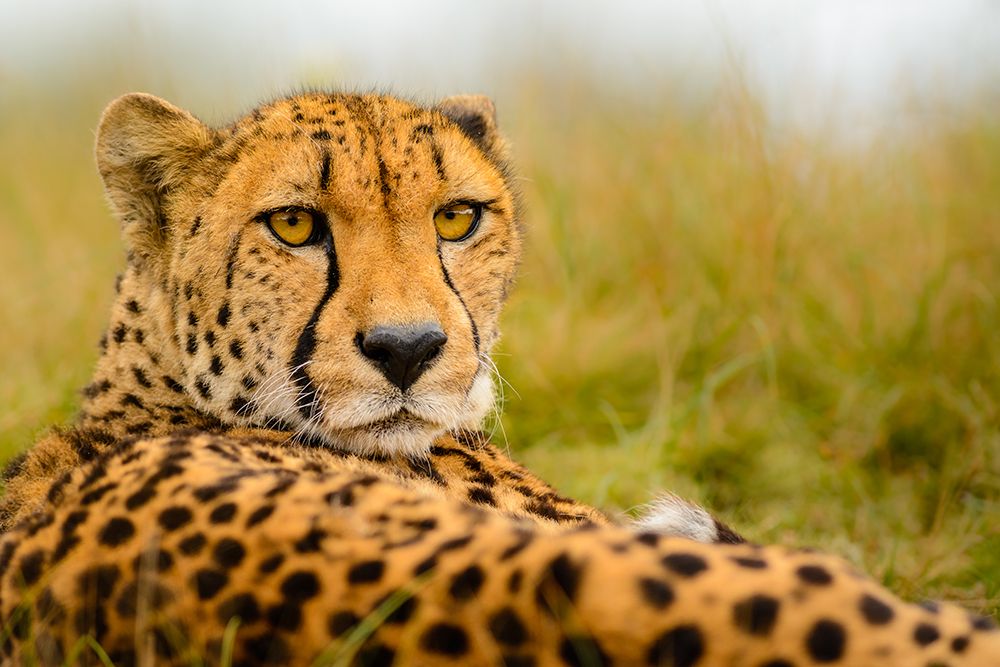 Cheetah stare art print by Richard Guijt for $57.95 CAD