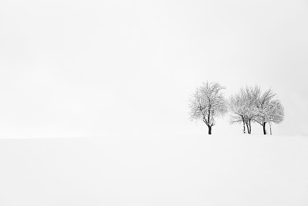 Tree And Silence art print by Amir Bajrich for $57.95 CAD