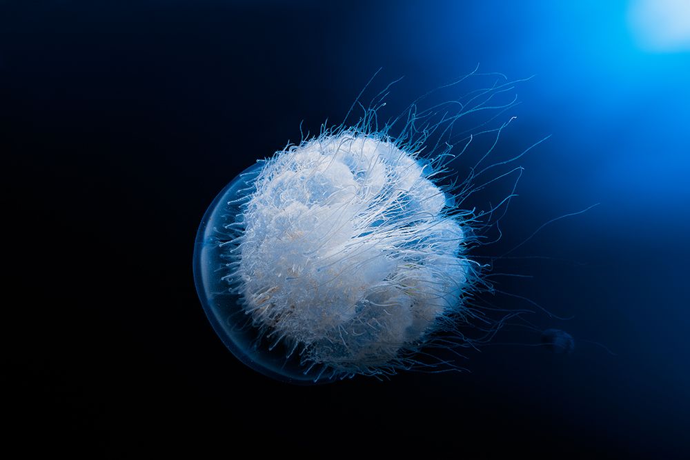 Jellyfish art print by Barathieu Gabriel for $57.95 CAD