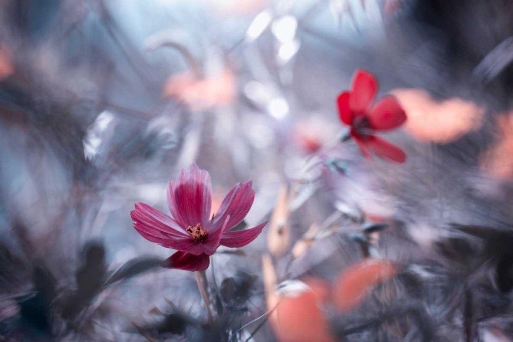 Une Autre Fleur, Une Autre Histoire art print by Fabien Bravin for $57.95 CAD