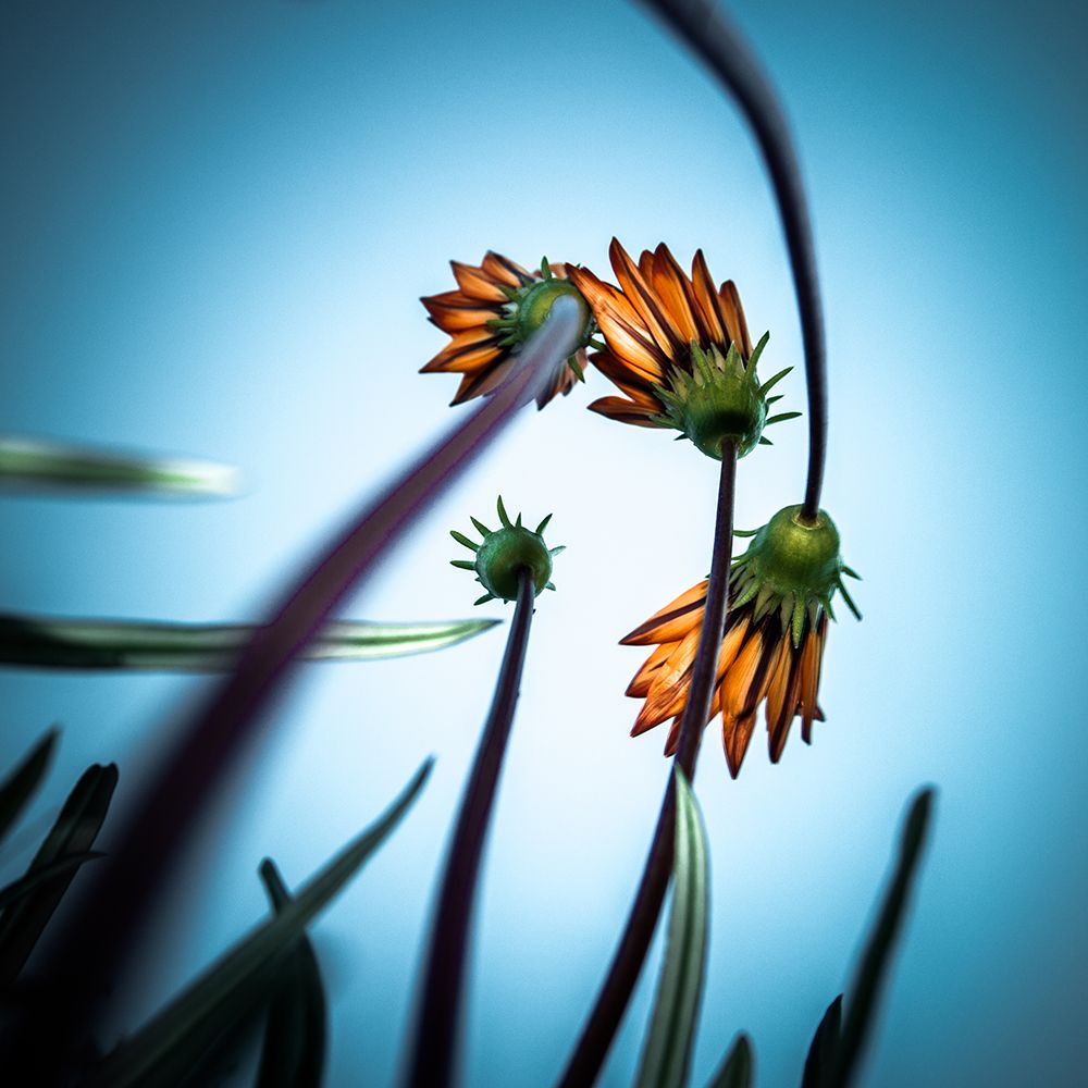 Flowerlove art print by FGR100 for $57.95 CAD