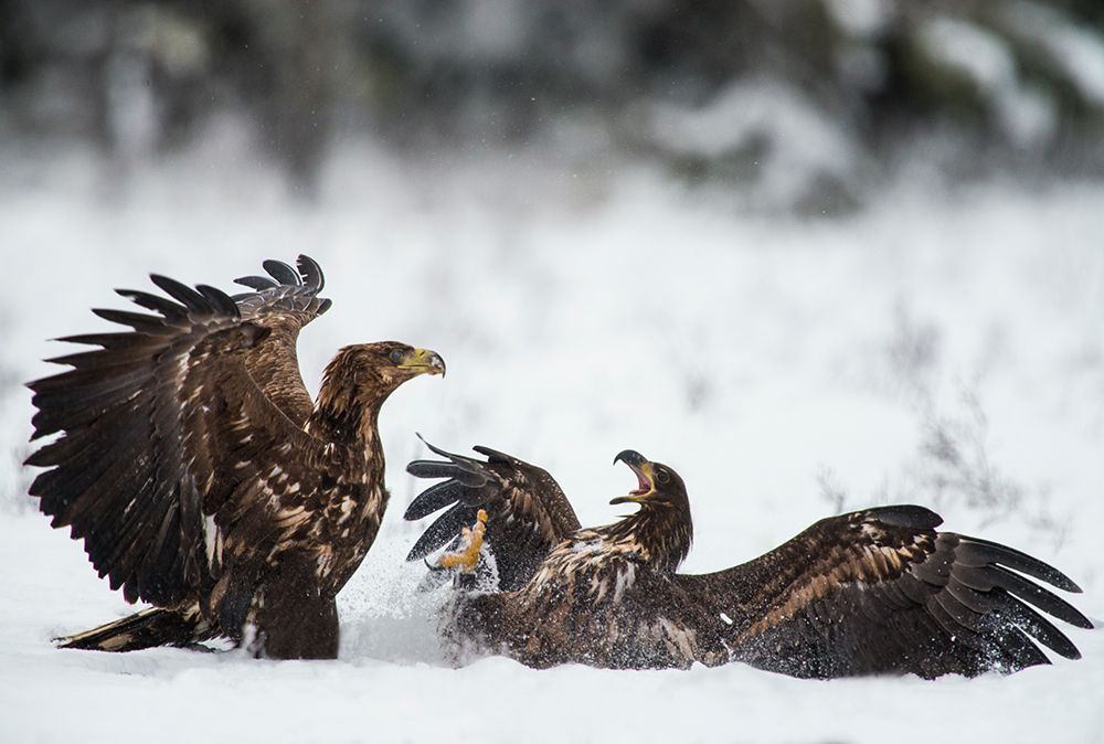 Ready To Fight art print by Robin Eriksson for $57.95 CAD