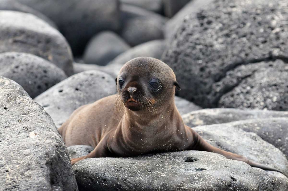 Galapagos Sea Lion Pup art print by Ilan Ben Tov for $57.95 CAD