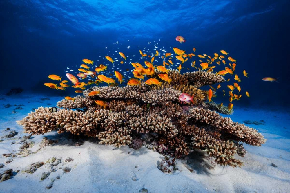 Marine Life art print by Barathieu Gabriel for $57.95 CAD