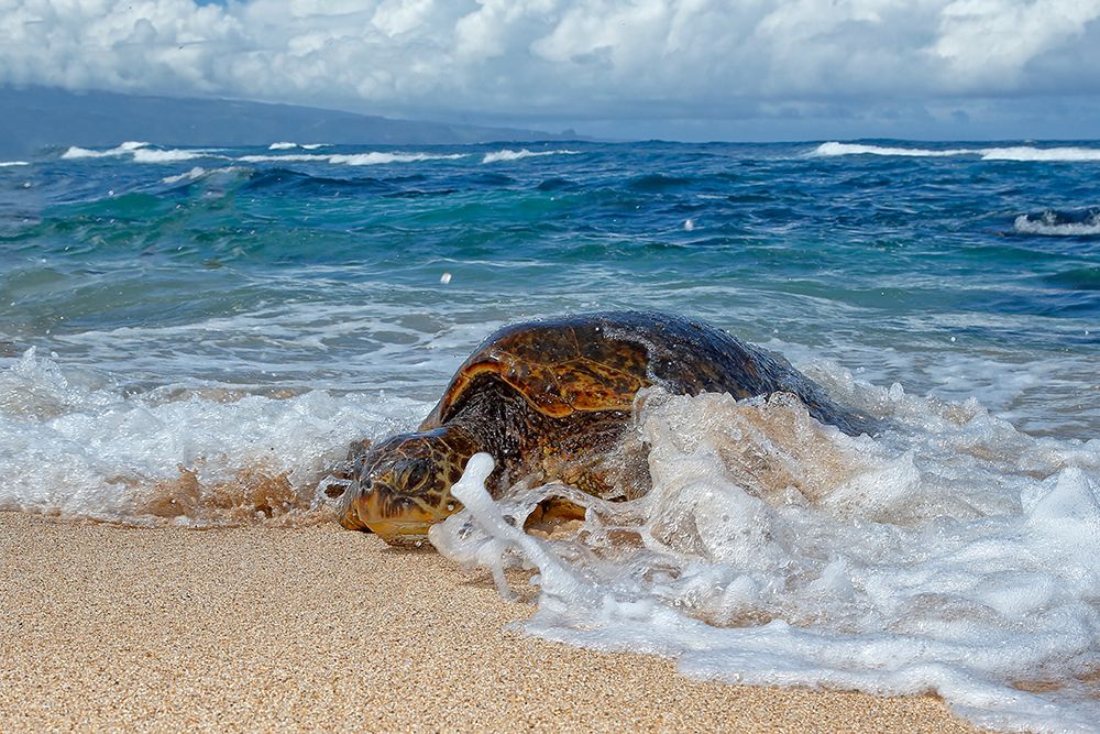 From the Sea art print by Peter Stahl for $57.95 CAD