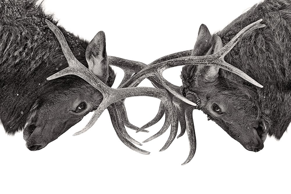 Eye To Eye art print by Jim Cumming for $57.95 CAD