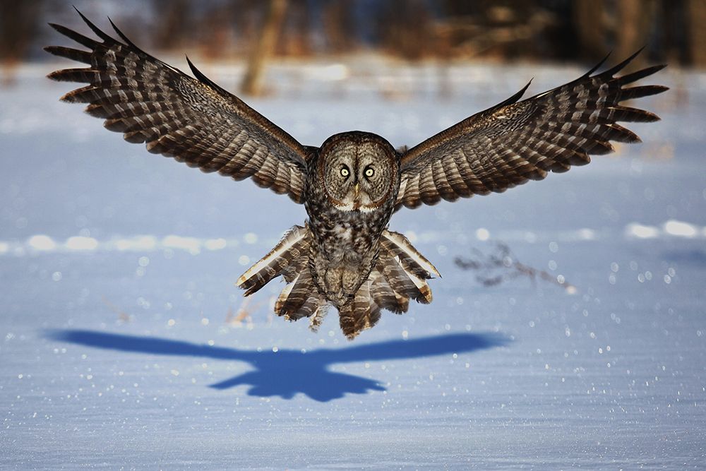 In your face - Great Grey Owl art print by Jim Cumming for $57.95 CAD