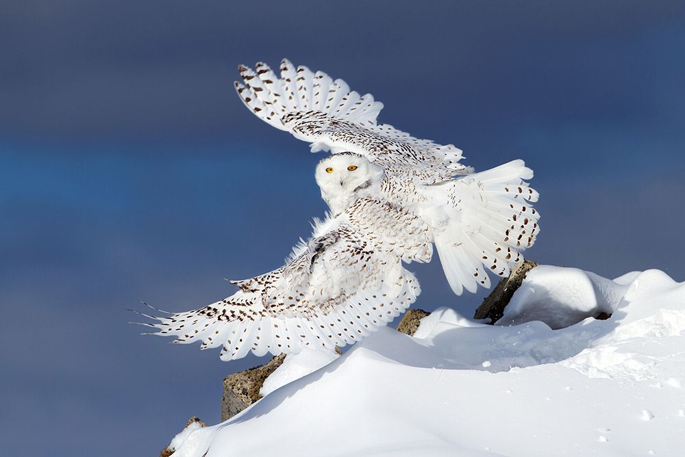 Snowy Owl in Flight art print by Jim Cumming for $57.95 CAD