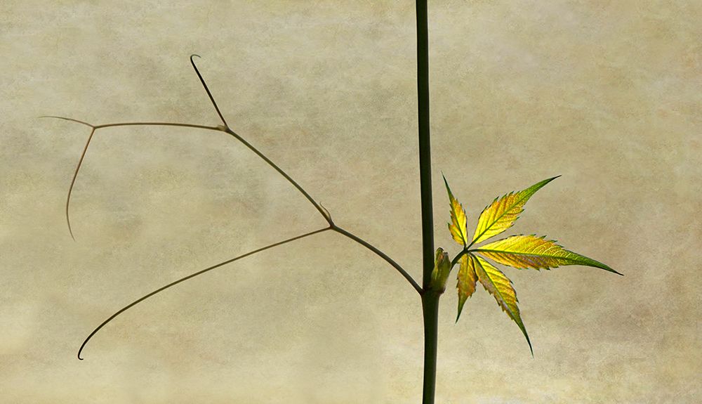 wake up art print by Jutta Kerber for $57.95 CAD