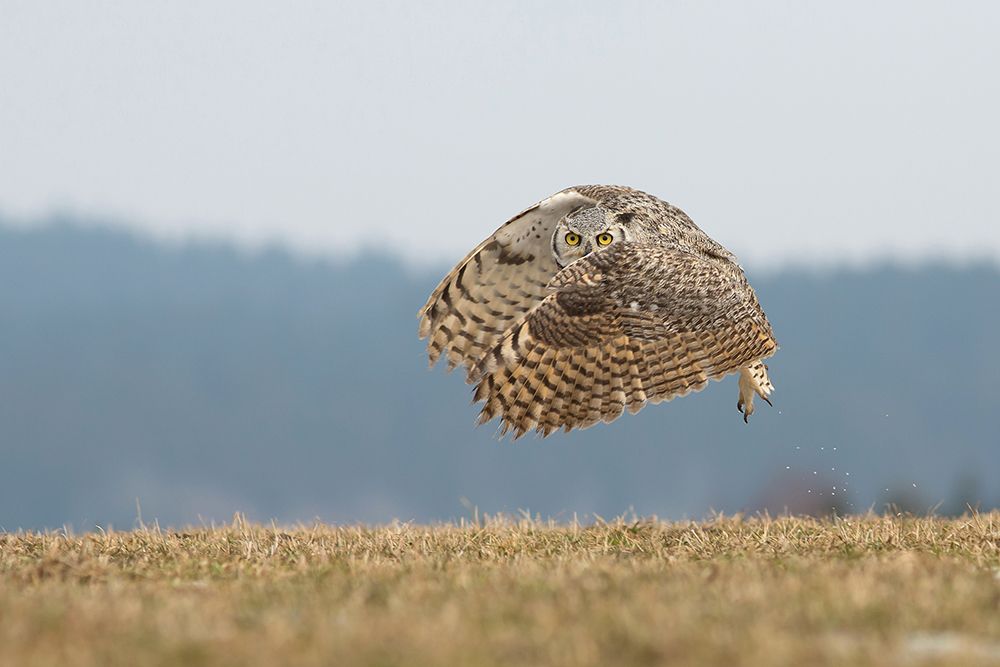 Great horned owl art print by Milan Zygmunt for $57.95 CAD