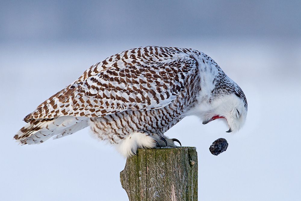 Snowy Owl - Cough It Up Buddy art print by Jim Cumming for $57.95 CAD