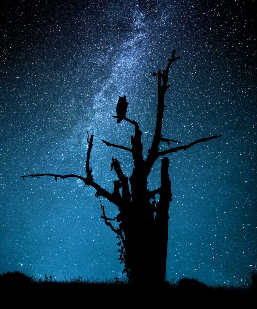 Alone In The Dark art print by Manu Allicot for $57.95 CAD