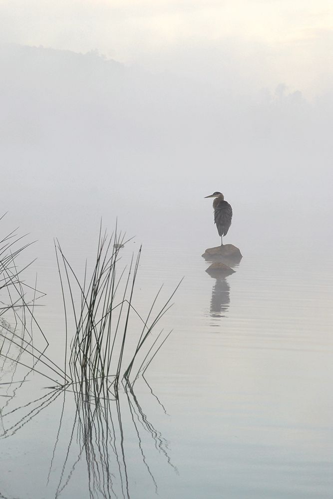 Heron in the morning mist art print by Eric Zhang for $57.95 CAD