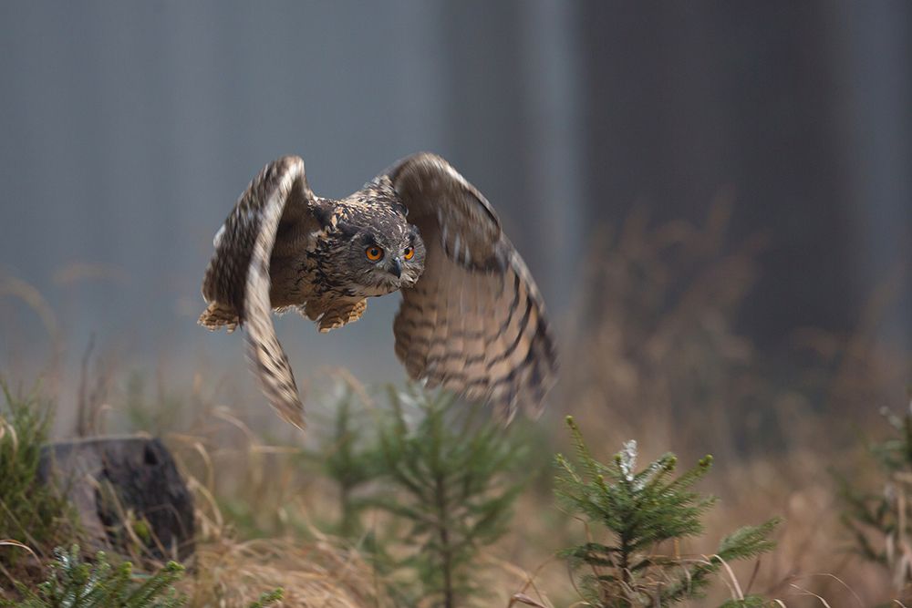 Eurasian Eagle-Owl art print by Milan Zygmunt for $57.95 CAD