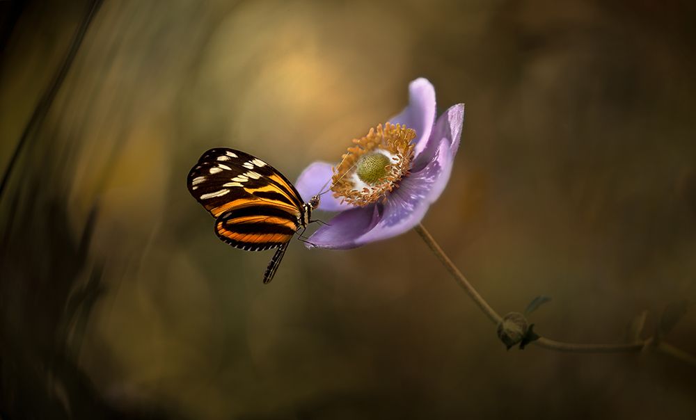 Lightness of Being art print by Heather Bonadio for $57.95 CAD